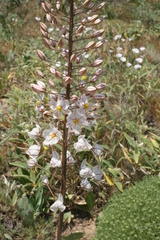 Asphodelus