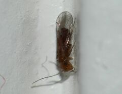 Ectopsocidae