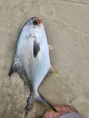 Trachinotus carolinus