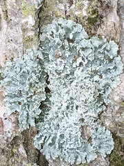 Heterodermia albicans