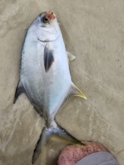 Trachinotus carolinus