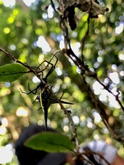 Micrathena schreibersi