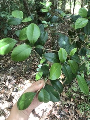 Acronychia pauciflora