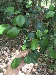 Acronychia pauciflora