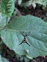 Micrathena schreibersi