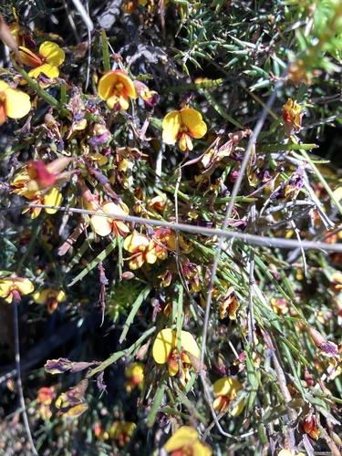 Bossiaea riparia, photograph 3