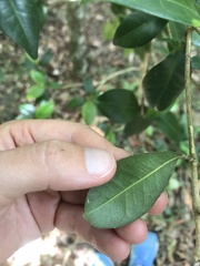 Acronychia pauciflora