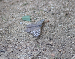 Hamadryas glauconome