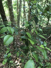 Acronychia pauciflora