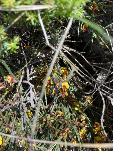 Bossiaea riparia, photograph 4