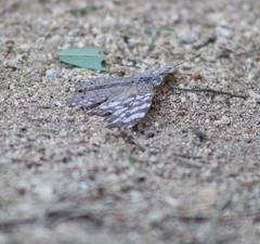 Hamadryas glauconome