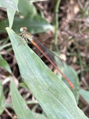 Ceriagrion