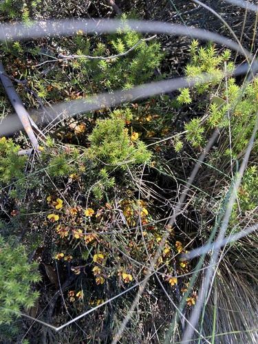 Bossiaea riparia, photograph 5