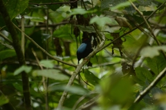 Chiroxiphia linearis