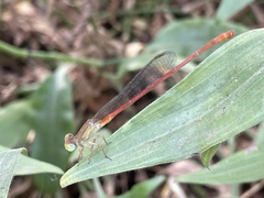 Ceriagrion
