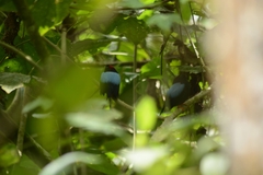 Chiroxiphia linearis