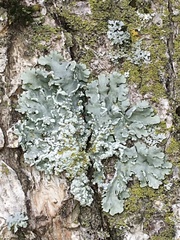 Heterodermia albicans