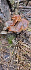 Marasmiineae
