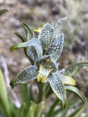 Chloraea magellanica