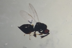 Eurytomidae