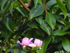 Pereskia grandifolia