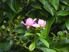Pereskia grandifolia