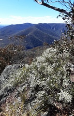 Leptospermum brevipes