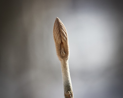 Viburnum lantanoides