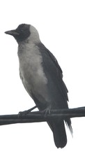 Corvus dauuricus