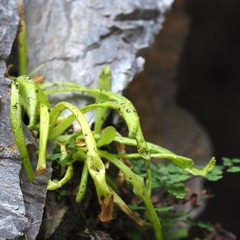 Pinguicula longifolia