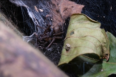 Coelotes jianfenglingensis