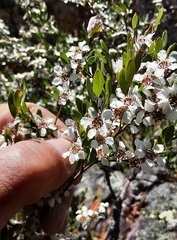 Leptospermum brevipes