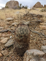 Escobaria alversonii