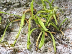 Pinguicula longifolia
