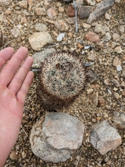 Escobaria alversonii