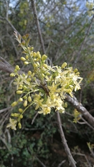 Ptaeroxylon obliquum