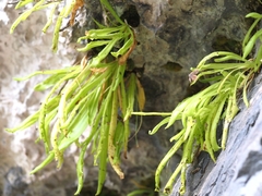 Pinguicula longifolia