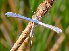 Stenoptilia