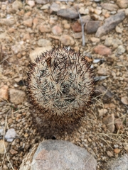 Escobaria alversonii