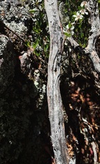 Leptospermum brevipes
