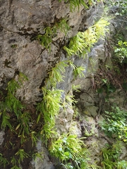 Pinguicula longifolia