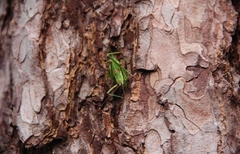 Barbitistes constrictus