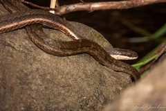 Regina septemvittata