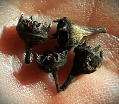 Leptospermum brevipes