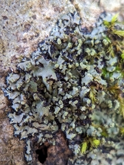 Phaeophyscia pusilloides