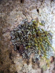 Phaeophyscia pusilloides