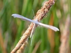 Stenoptilia