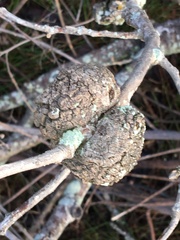 Callirhytis quercuspunctata