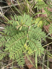 Indigofera comosa