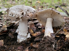 Amanita constricta